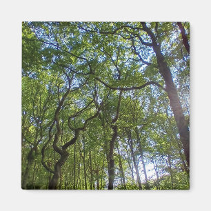 Overlapping trees magnet