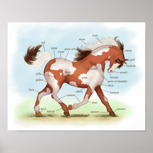 Overo Skewbald Horse Equestrian Anatomy Poster (Front)