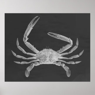 Oversized Crab Triptych Poster Print