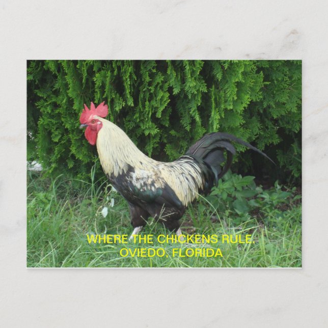 Oviedo Chickens Postcard (Front)