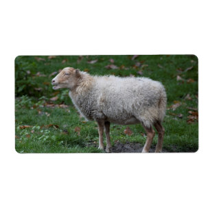 Ovis