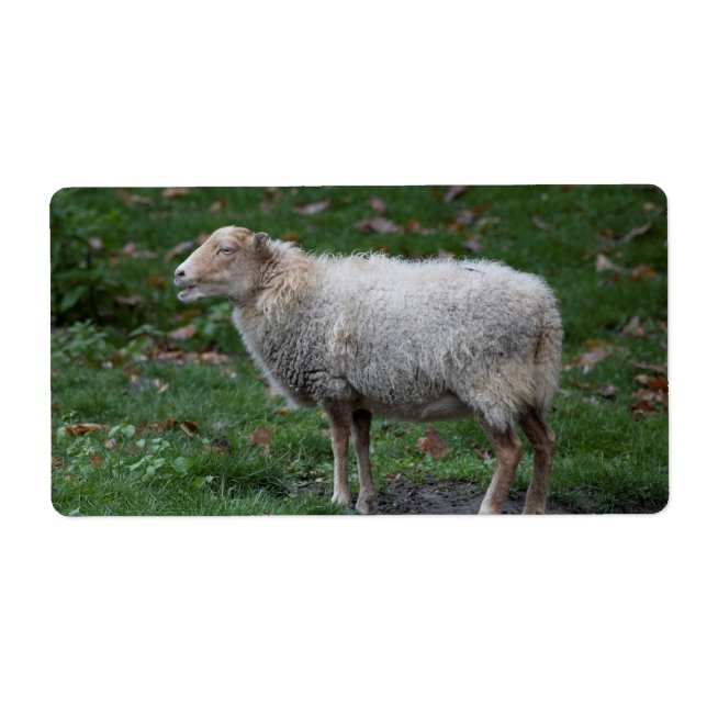 Ovis aries (Front)