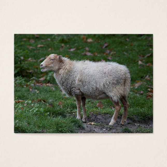 Ovis aries (Front)