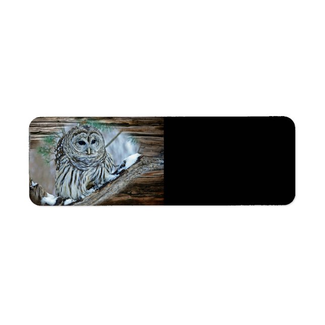 Owl (Front)