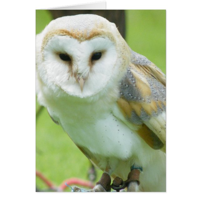 Owl (Front)
