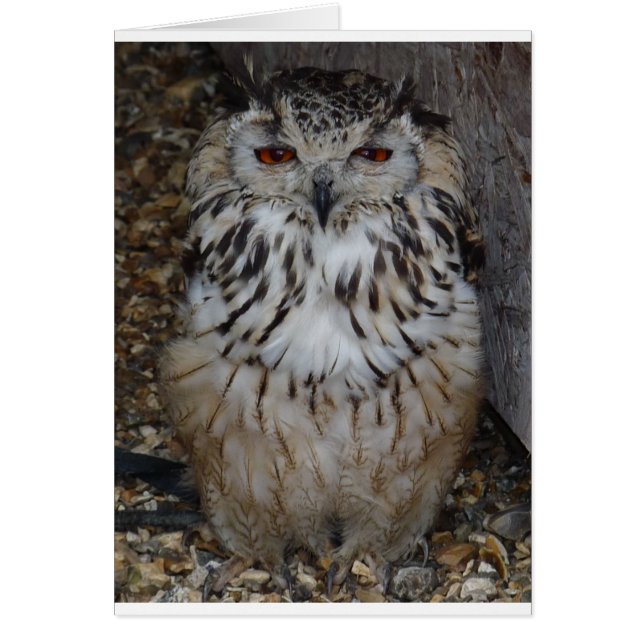 owl1 (Front)