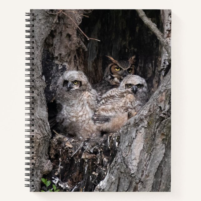 Owl and Owlets Notebook (Front)