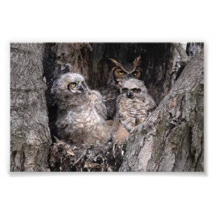 Owl and Owlets Photo Print