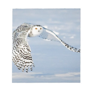 Owl Animal Bird Winter Snow Frozen Ice Cold Notepad