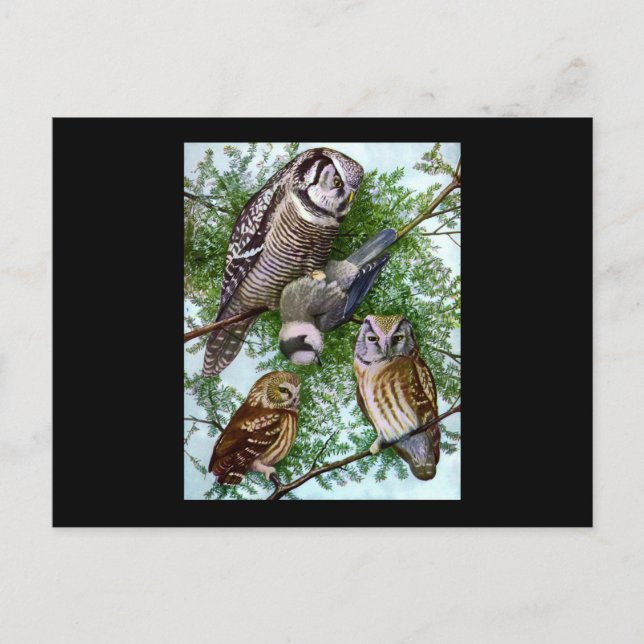 Owl Art Postcard (Front)
