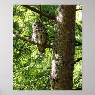 Owl at Van Dusen Botanical Garden Vancouver Canad Poster