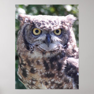 Owl be watching you! poster