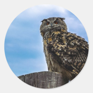 Owl Bird Feathers Animal Nature Destiny Peace Love Classic Round Sticker