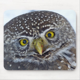 owl, bird, head mouse pad