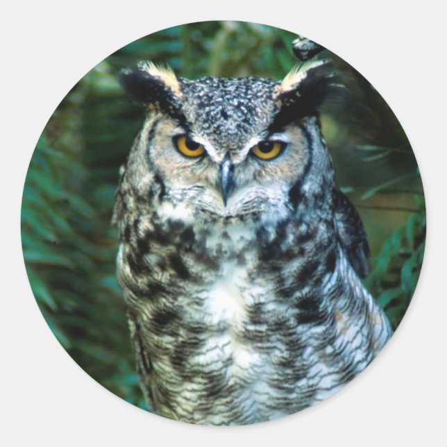 Owl Bird Sticker (Front)