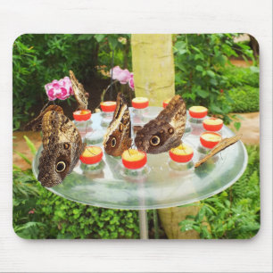 Owl butterflies mouse pad