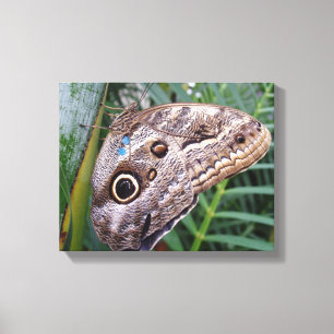 Owl Butterfly Canvas Print