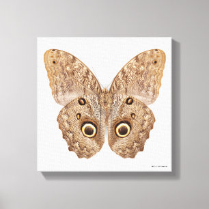 Owl Butterfly Canvas Print