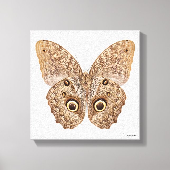 Owl Butterfly Canvas Print (Front)