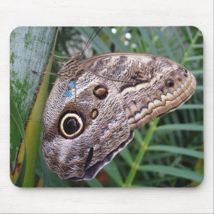 Owl Butterfly Mouse Pad