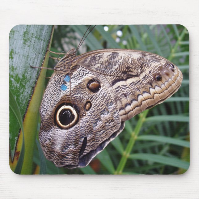 Owl Butterfly Mouse Pad (Front)