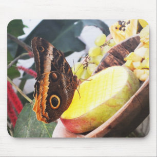 Owl butterfly mouse pad