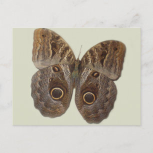 Owl Butterfly Postcard