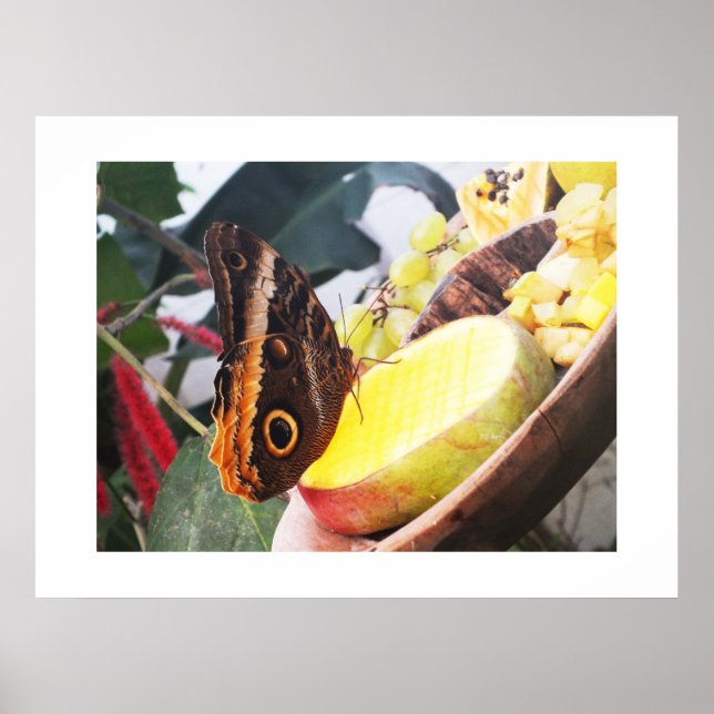 Owl butterfly poster (Front)