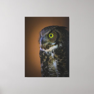 owl  canvas print