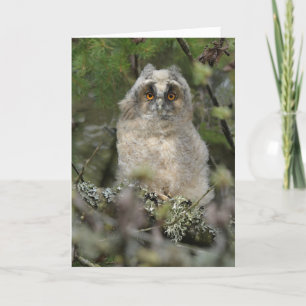 Owl Card