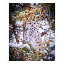Owl Card