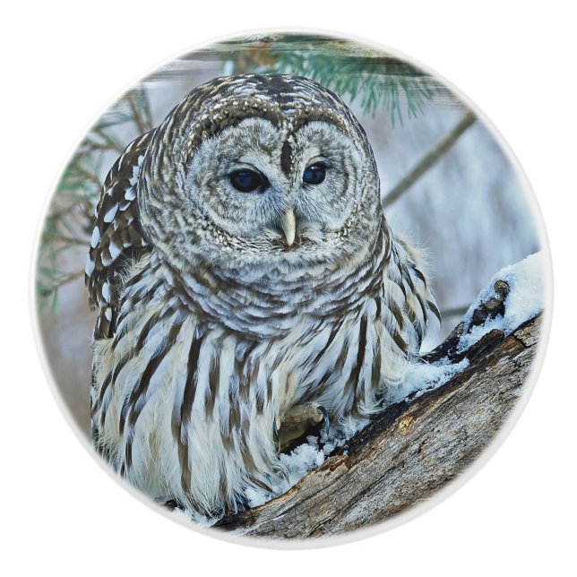 Owl Ceramic Knob (Front)