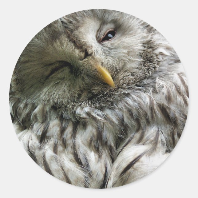 OWL CLASSIC ROUND STICKER (Front)