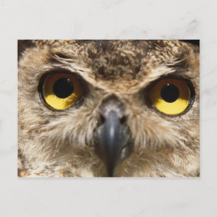 Owl Close-Up Postcard