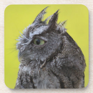 Owl coaster