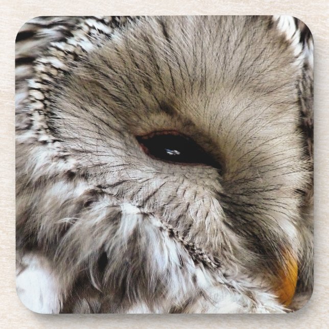 OWL COASTER (Front)