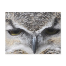 Owl Eye Raptor Great Horned Photo