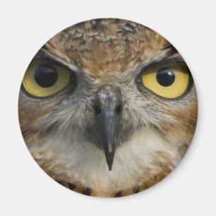 Owl Eyes Magnet
