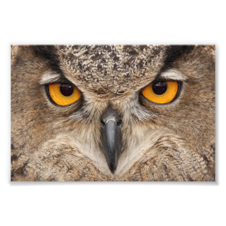 Owl eyes photo print