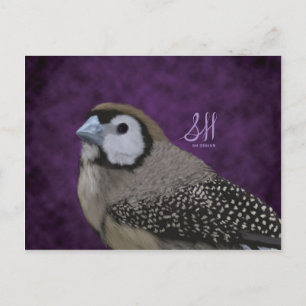 Owl Finch Postcard