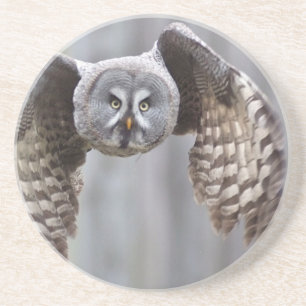 owl flying animal feathers bird park forest birds coaster