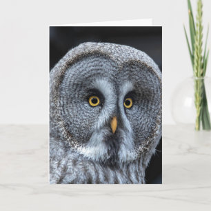OWL FUNNY CUTE BIRTHDAY CARD