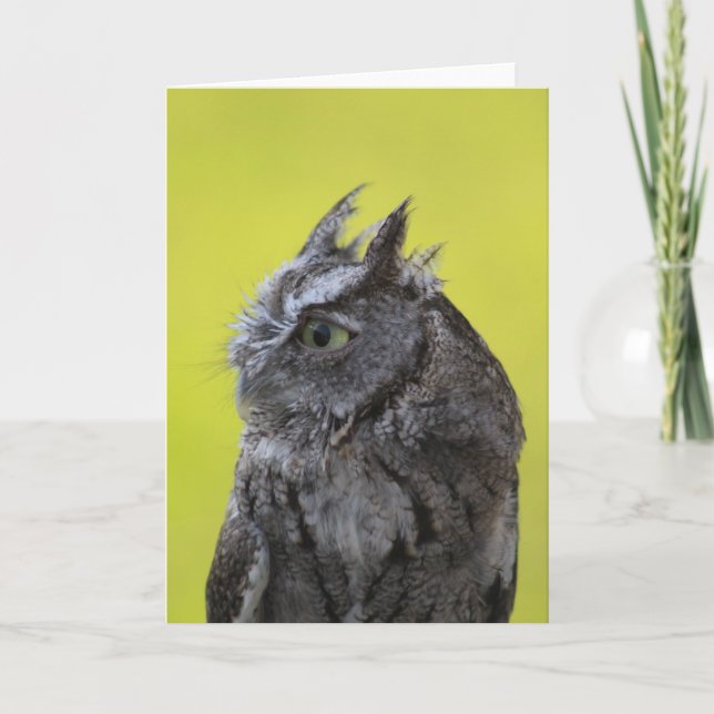 Owl Greeting card (Front)