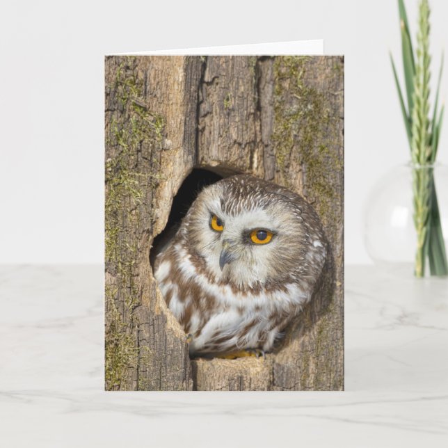 Owl Greeting Card (Front)
