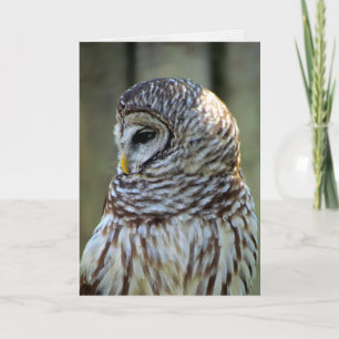Owl Greeting Card (0711)