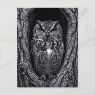 Owl in a Tree Hollow Black and White Postcard