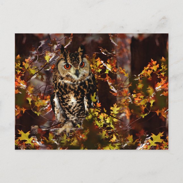 Owl in Autumn Postcard (Front)