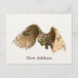 Owl in Flight Postcard