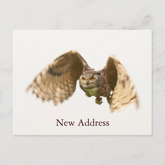 Owl in Flight Postcard (Front)