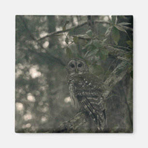 Owl in the Forest Magnet